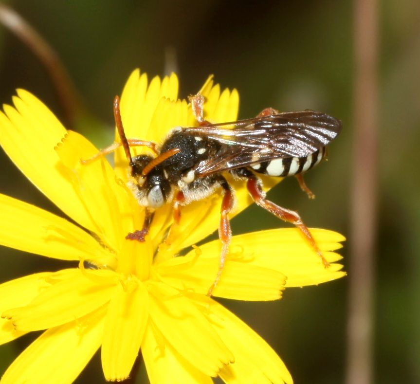 Apidae: Nomada sp.